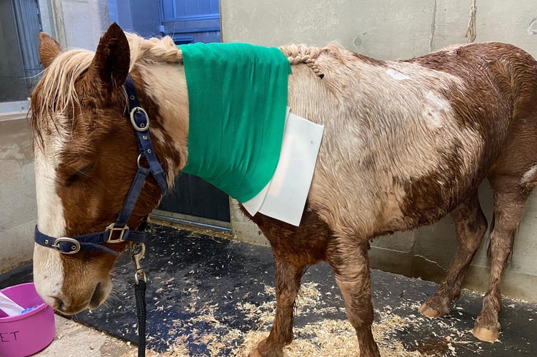 The Mare and Foal Sanctuary provided Dakota with vital veterinary treatment and intensive care