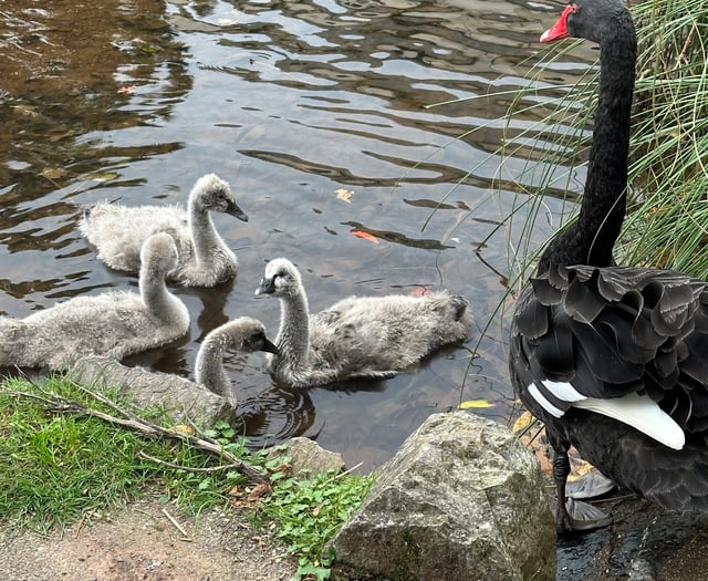 Second Black Swan cygnet dies