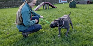 Canine toy donation in time for Christmas