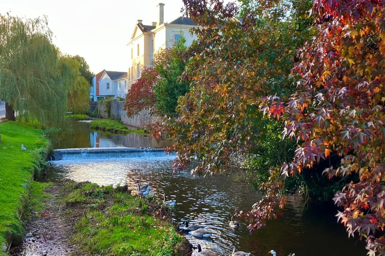 Dawlish Brook. Photo Friends of the Brook.