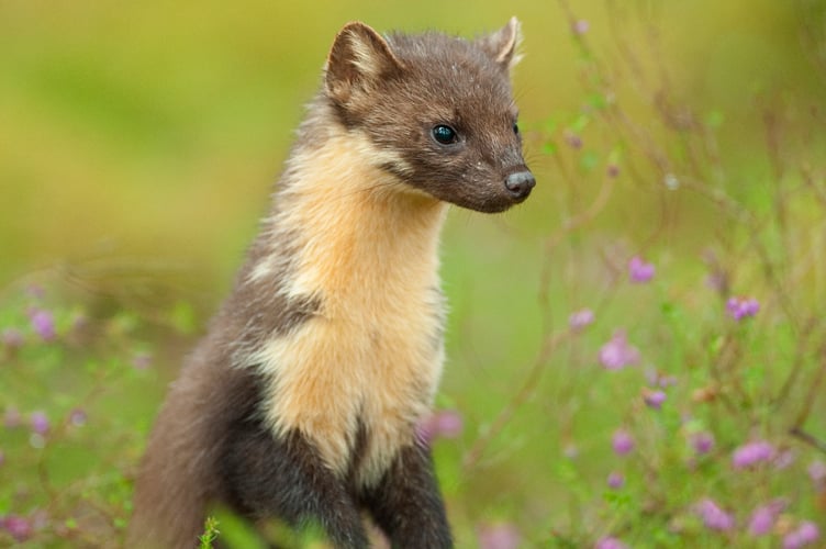 Pine marten (Martes martes), Black Isle, Scotland, UK. July 2010. Adult female.