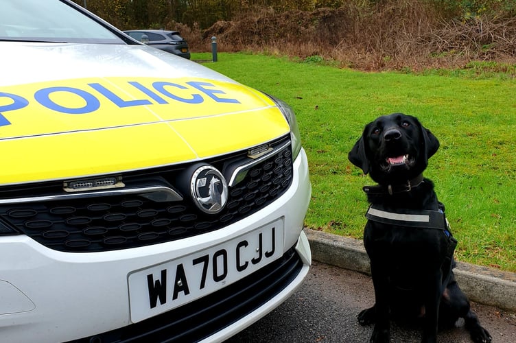 Police dog Ken in action in Ashburton. Photo Devon and Cornwall police 