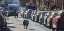 Police resc-ewe loose sheep