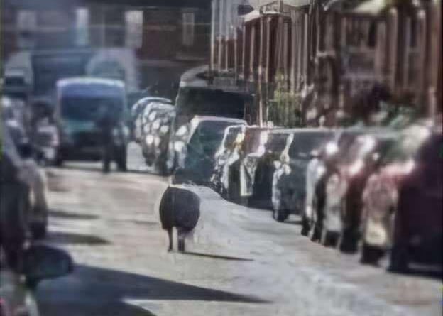 Lost sheep on Second Avenue, Teignmouth January 6 2024