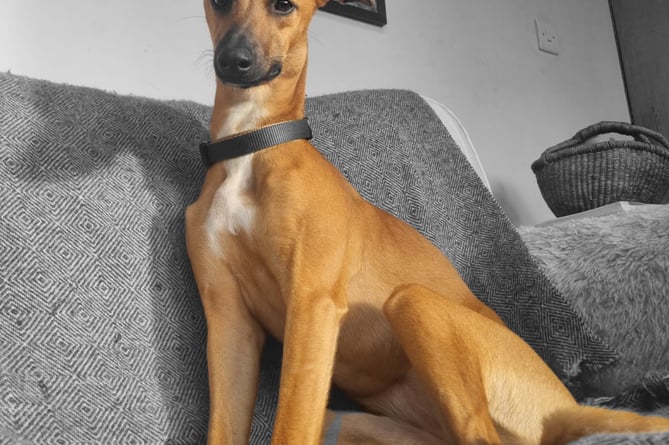 Maisie the eight month old lurcher. 