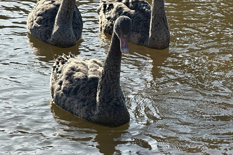 Black swan cygnets being kept in the waterfowl centre. Photo Dawlish Waterfowl Wardens. 