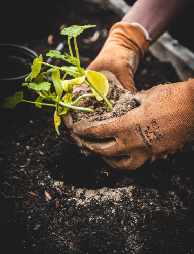 Gardening stock image 