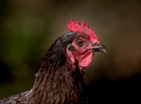 Business 'effectively gone', says farmer as 5,000 hens culled 