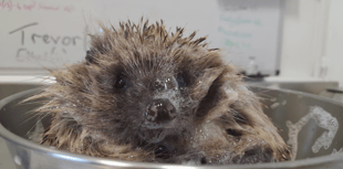 Soaking up the bubbles like no other hedgehog