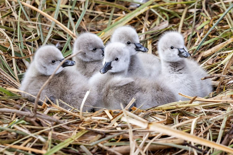 Photographer Mark Passmore captured delightful images of a swan and its young in Devon on Wednesday (26 Feb). He says: "I managed to take cute images of the latest brood of cygnets from Dawlishâs famous black swans make their first appearance on the Brook." The Dawlish black swans are an iconic feature of the coastal town, having been a part of the community for over 100 years.