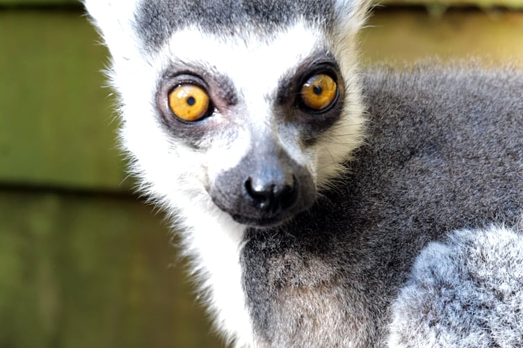 Ricky the ring tailed lemur from Shaldon Wildlife Trust