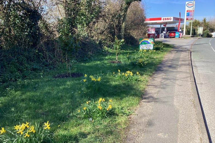 Daffodils and Narcissi adorn the verges of the Newton Torquay road in Kingskwerswell thanks to the efforts of the Kingserswell Action Group